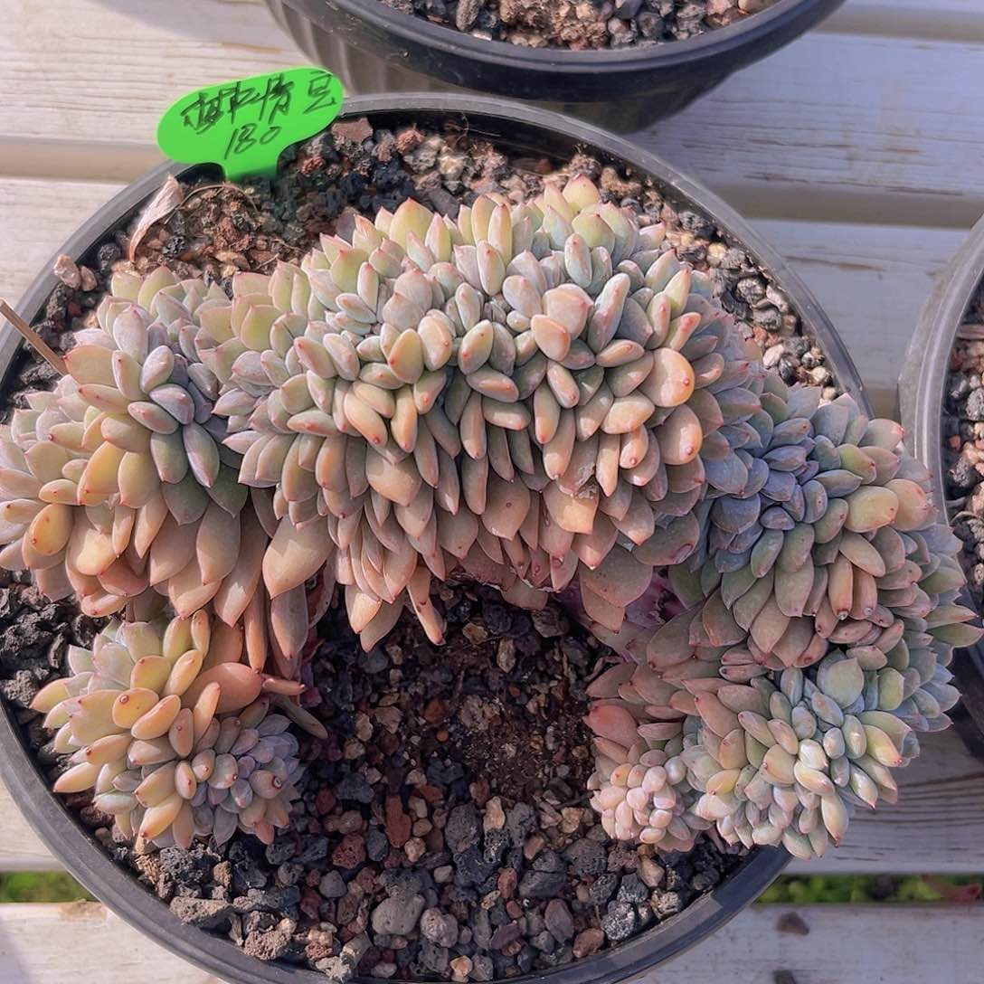 一物一拍星影缀化