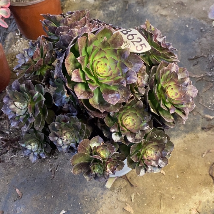 黑魔多肉断头不包625