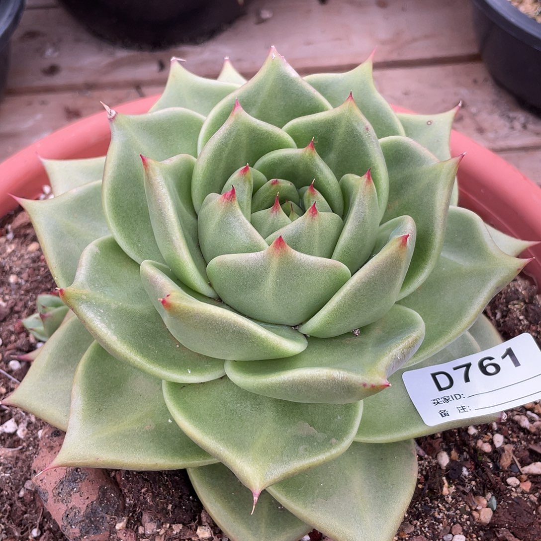 若如东云单拍D761