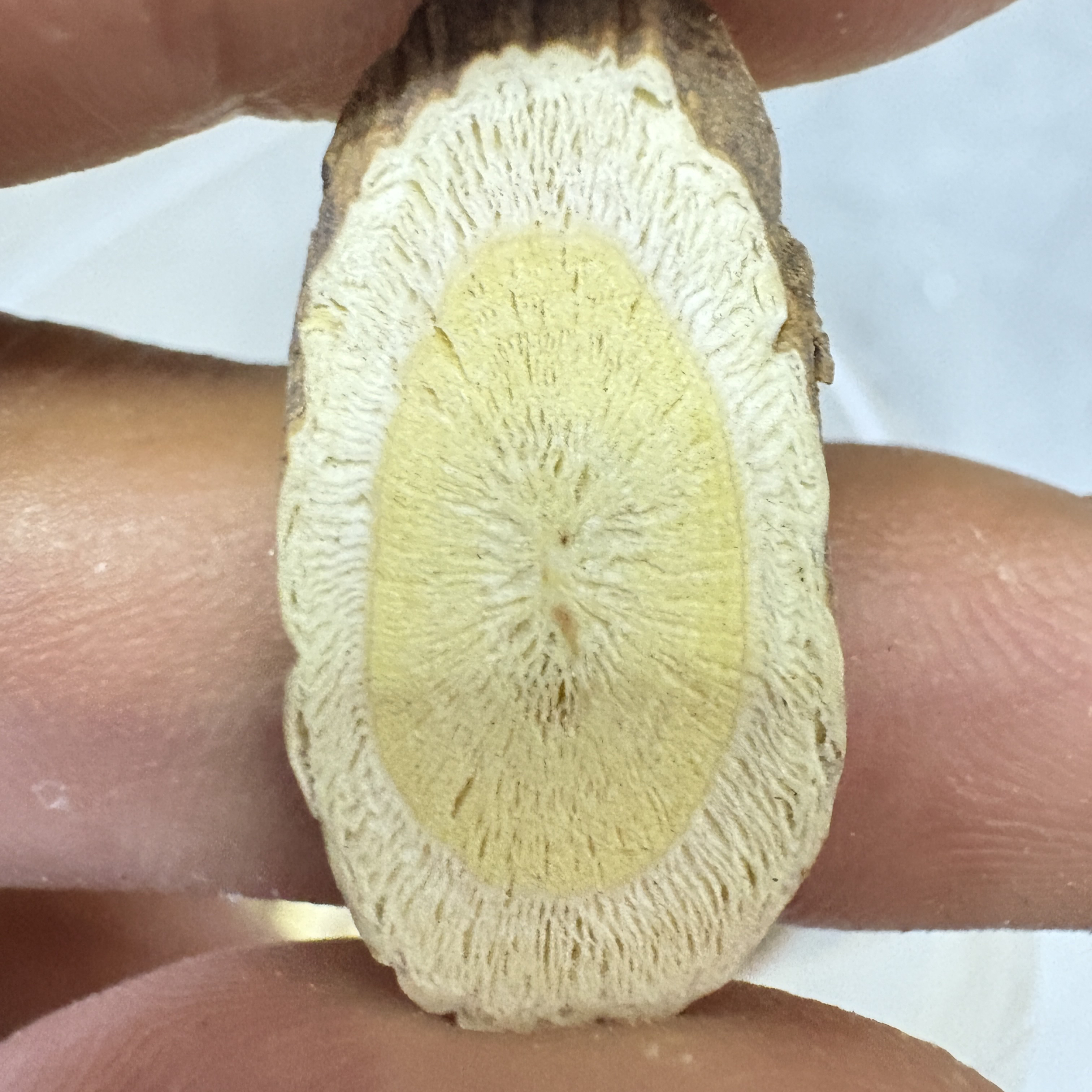 【浑源黄芪】浑源野生黄芪高年份大片中片小片实物拍摄