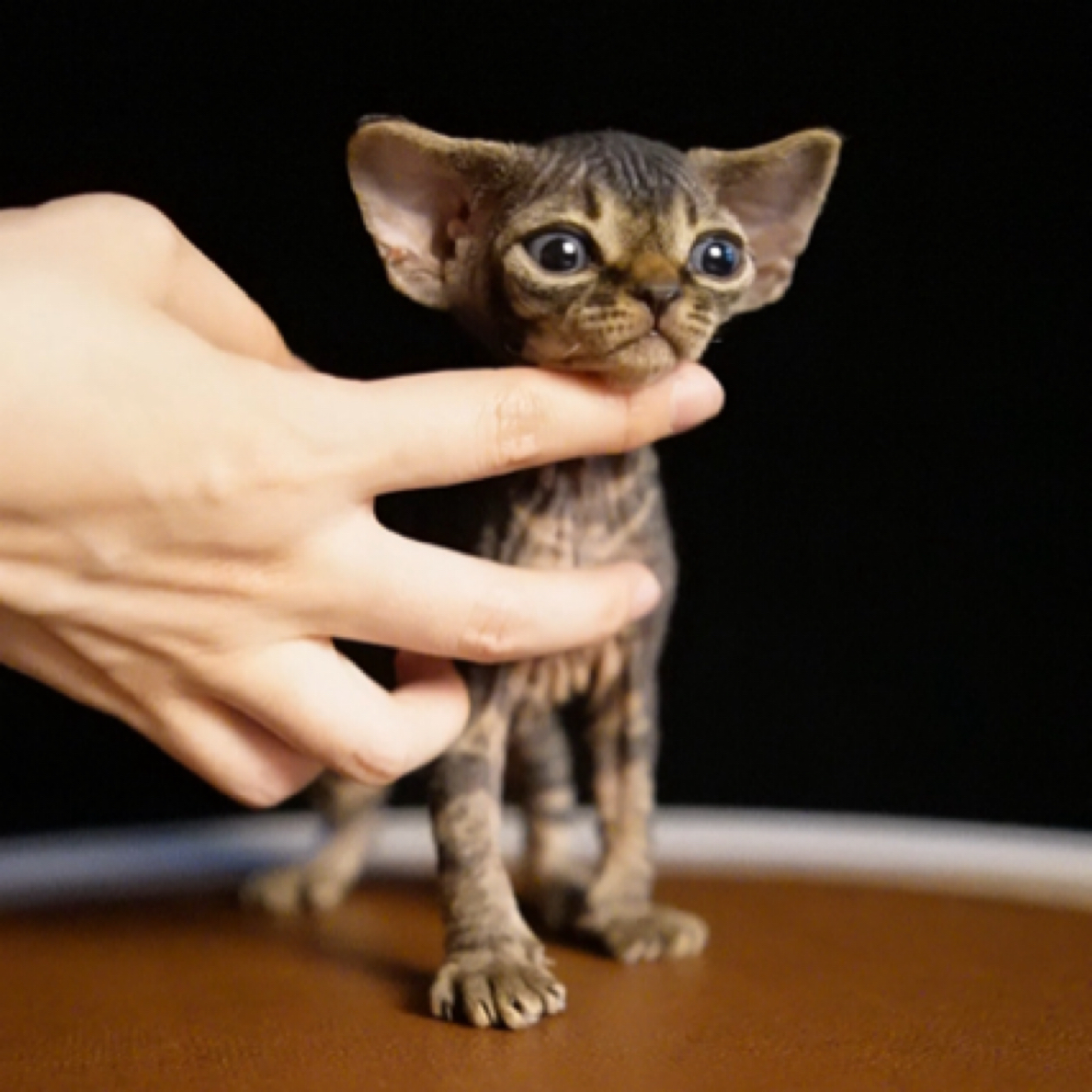 东哥的德文卷毛猫5.12日出生深棕虎斑弟弟男孩德文猫活体