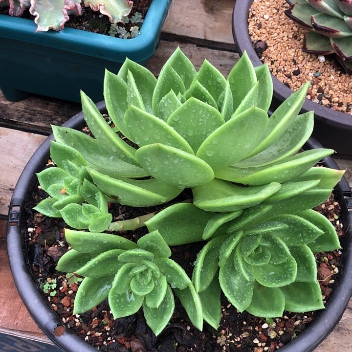 一物一拍多肉植物