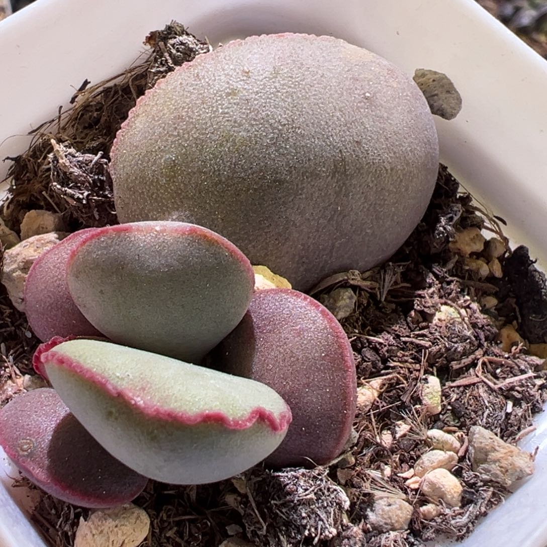 白肌红蛋大苗多肉植物