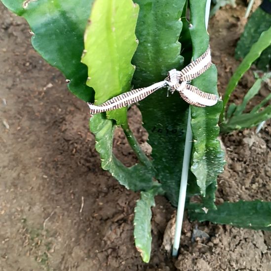 于***途完全开放令箭何花1010