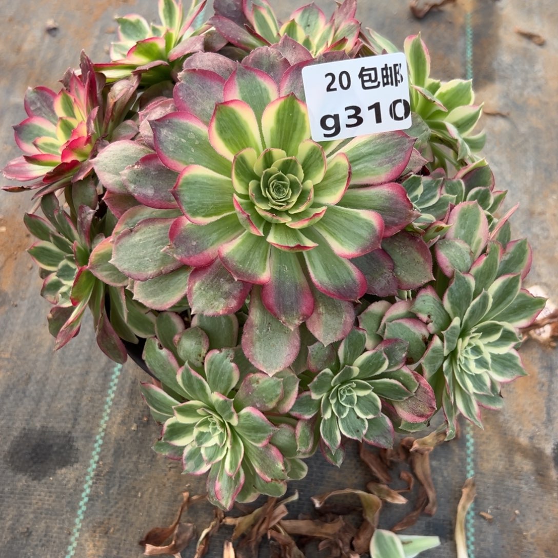 310粉体海王，多肉法师
