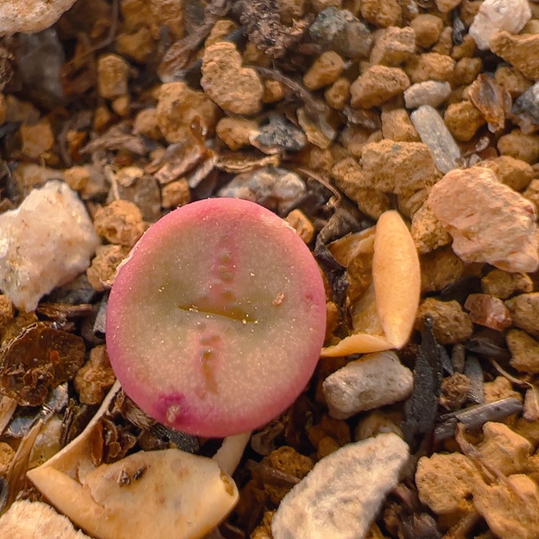 93多肉植物百科知识