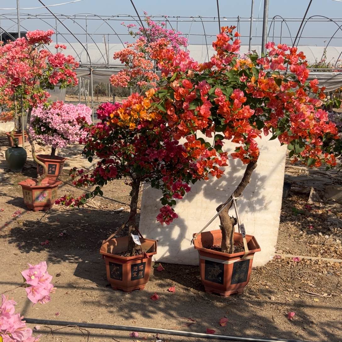 沫***夏无花朵2345778999999896