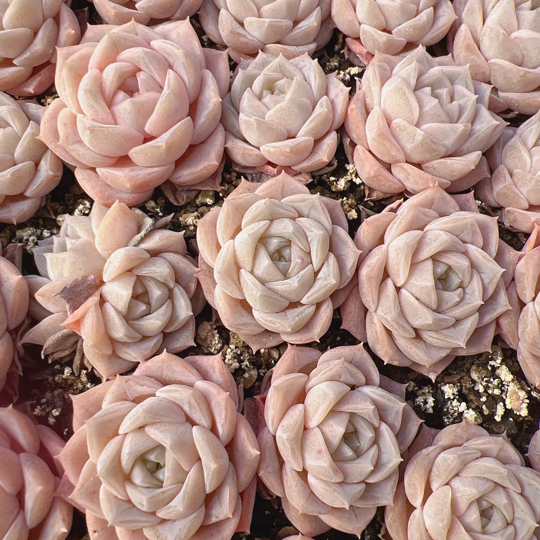 冰糖雪梨多肉正方形小盒切糕