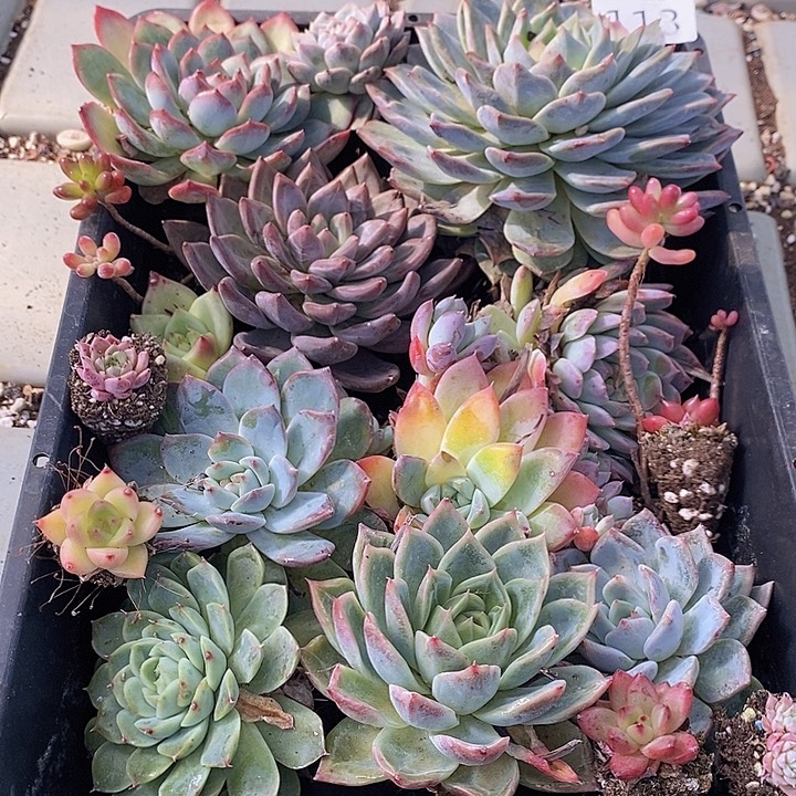 113 多肉植物盆栽花卉