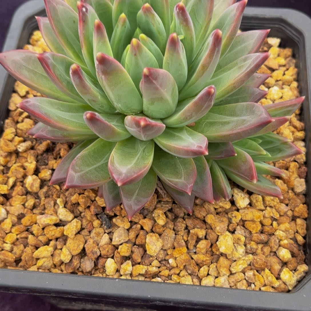 2404号上午多肉植物群生多肉