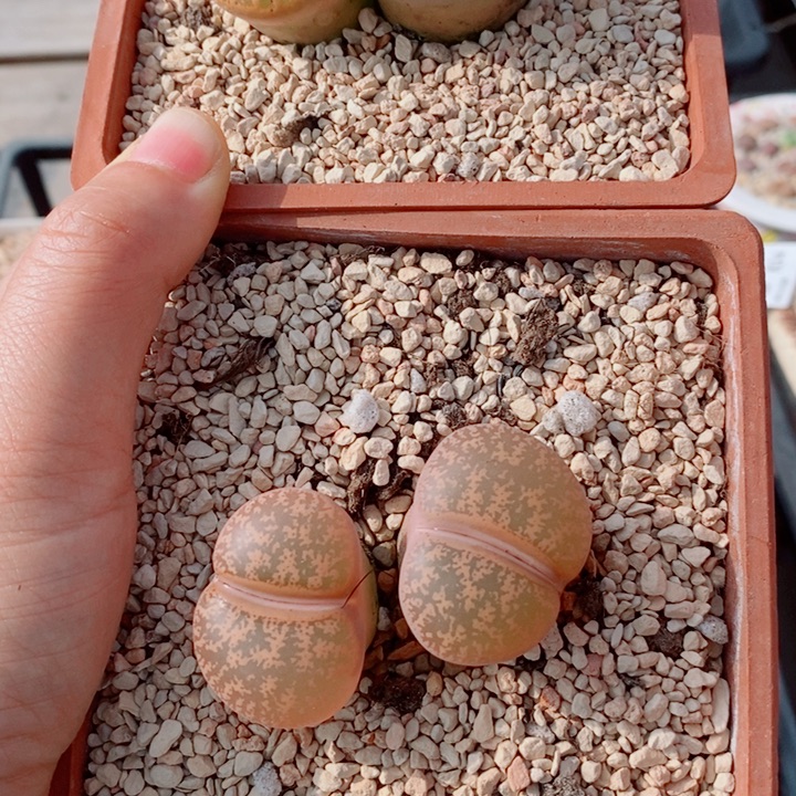 樱****生石花花花花花花花831