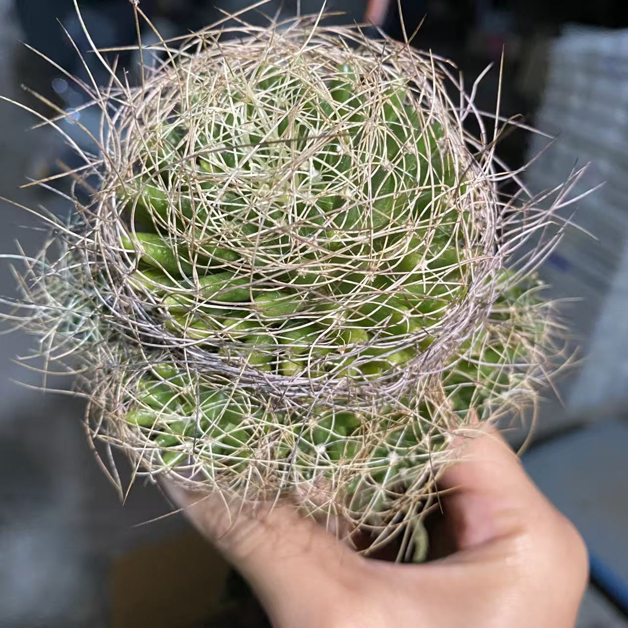 实生卷刺琴丝带盆土     仙人球漳州基地直发 新手好养