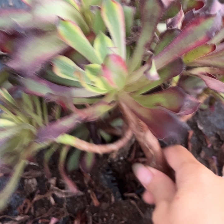 法师锦好好看呀啊