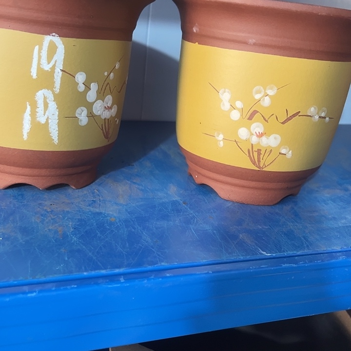 19+19黄平角金钟点菜