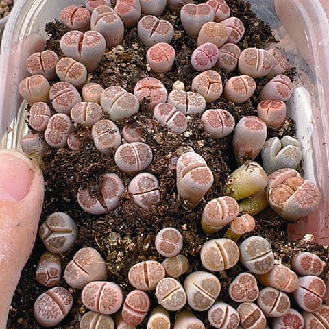 【闪购商品】空****兰25075