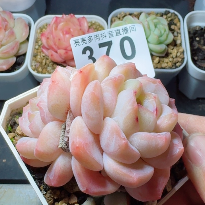 刚毅         多肉植物