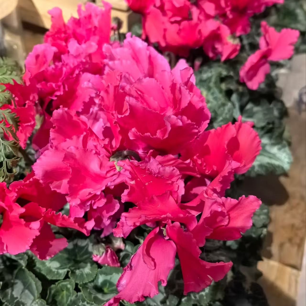 漫卷粉黛 好养仙客来易活阳台客厅室内观花植物