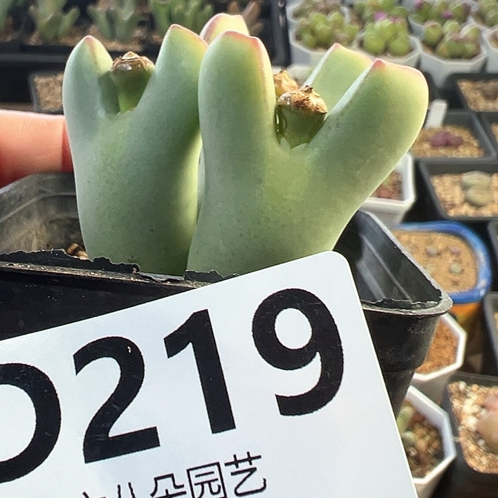 大将比卡丘111111多肉