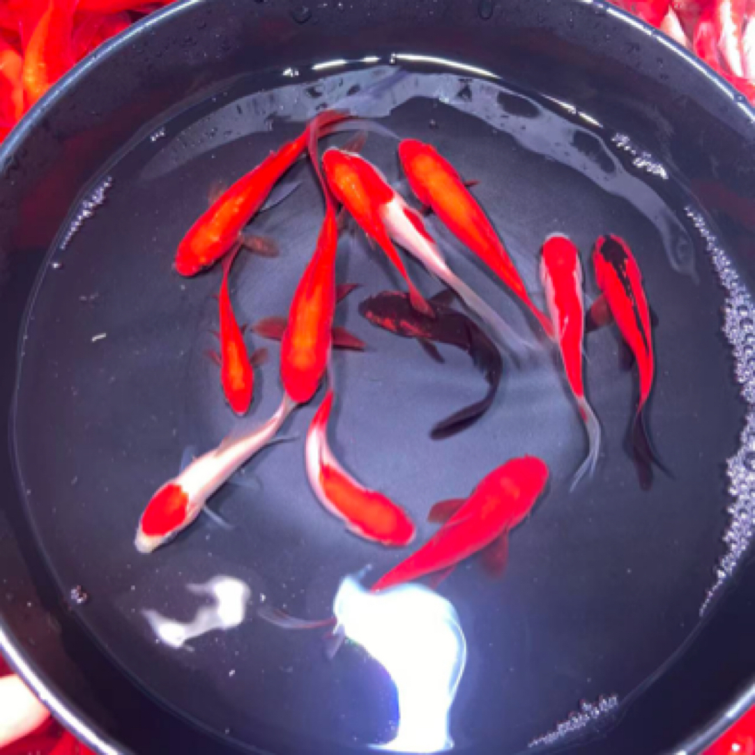 草金鱼冷水观赏鱼5-7厘米25条 好养新手鱼 颜色随机混搭发货 包邮