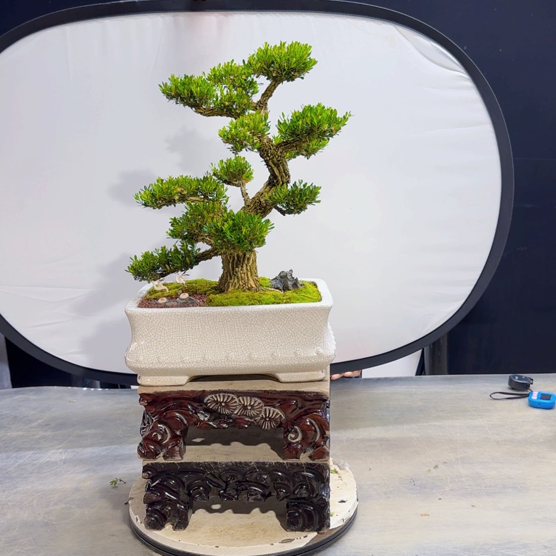 高端盆景艺术作品