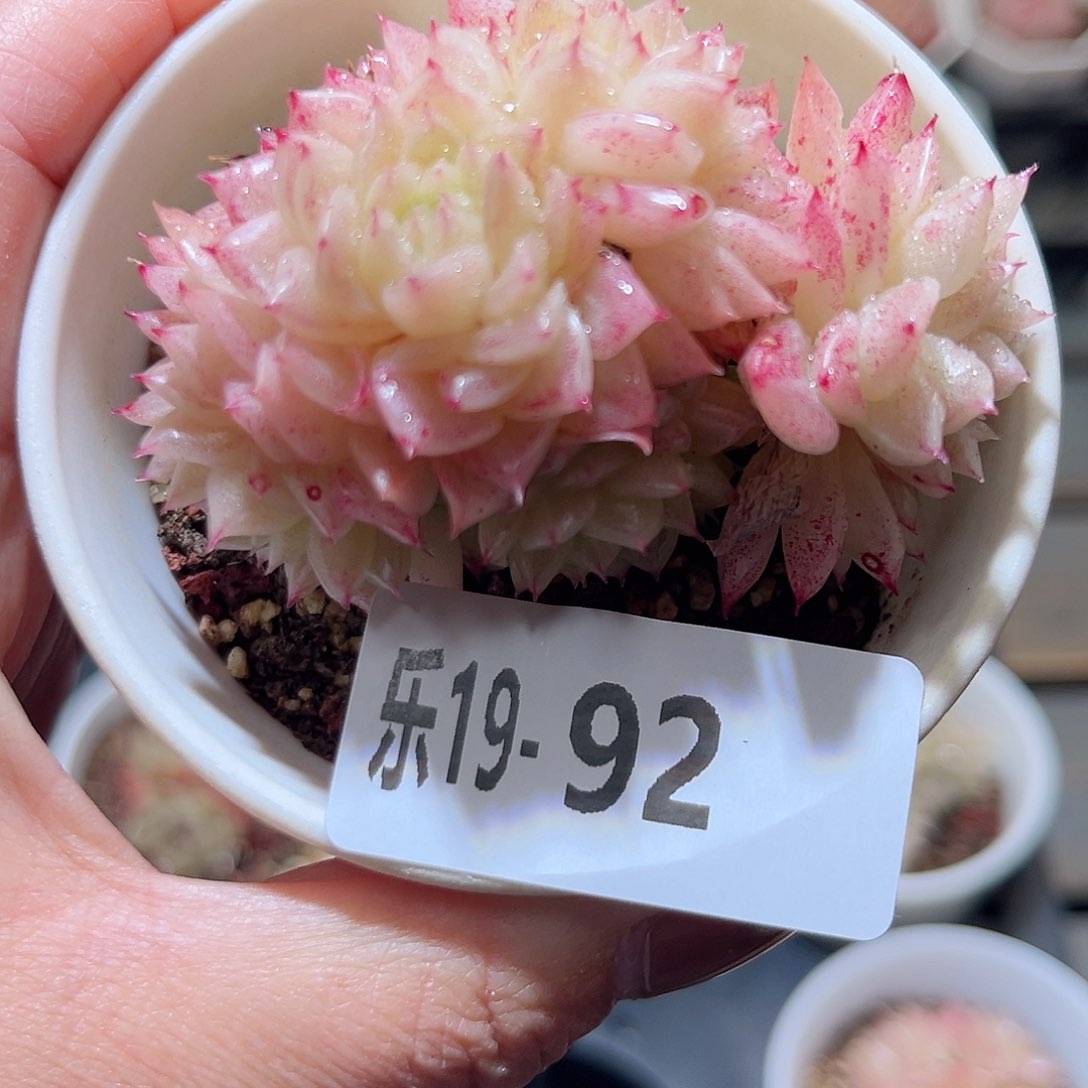 乐19-92 麦秆不包整