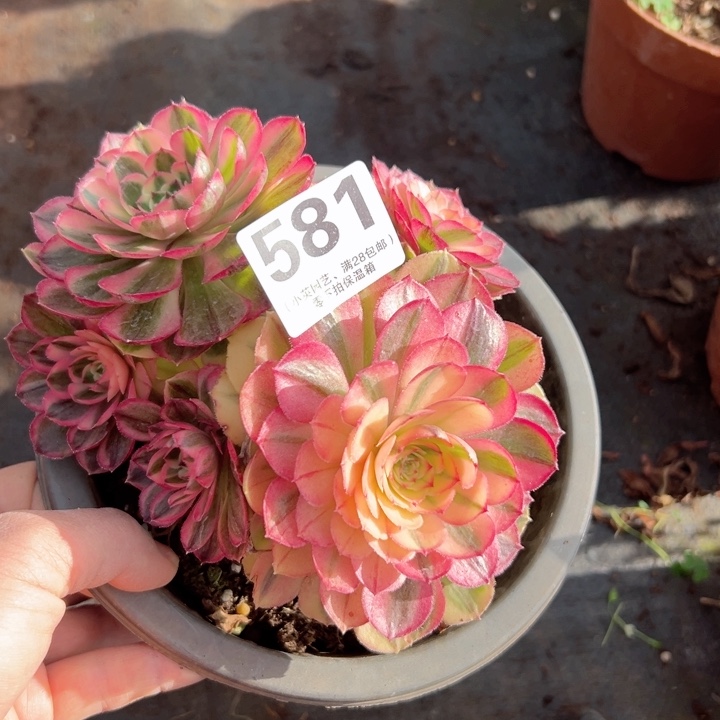 581多肉植物海神