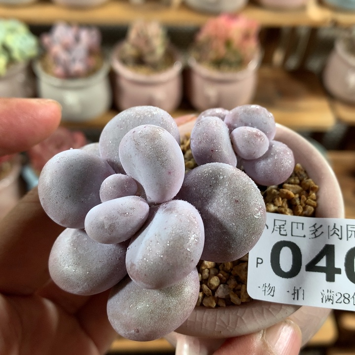 小尾巴多肉园艺5CM迷你拇指盆栽P040