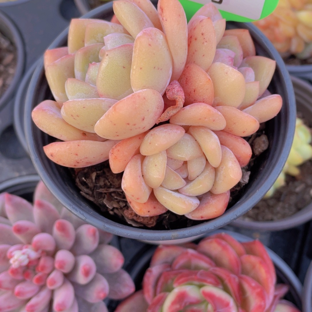 34号 大白兔母本多头群