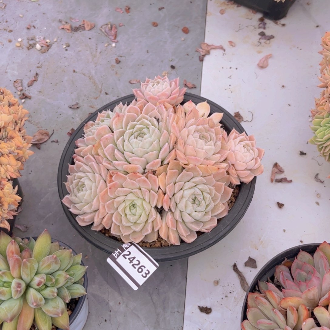 珍***兽月影杂多肉植物24263