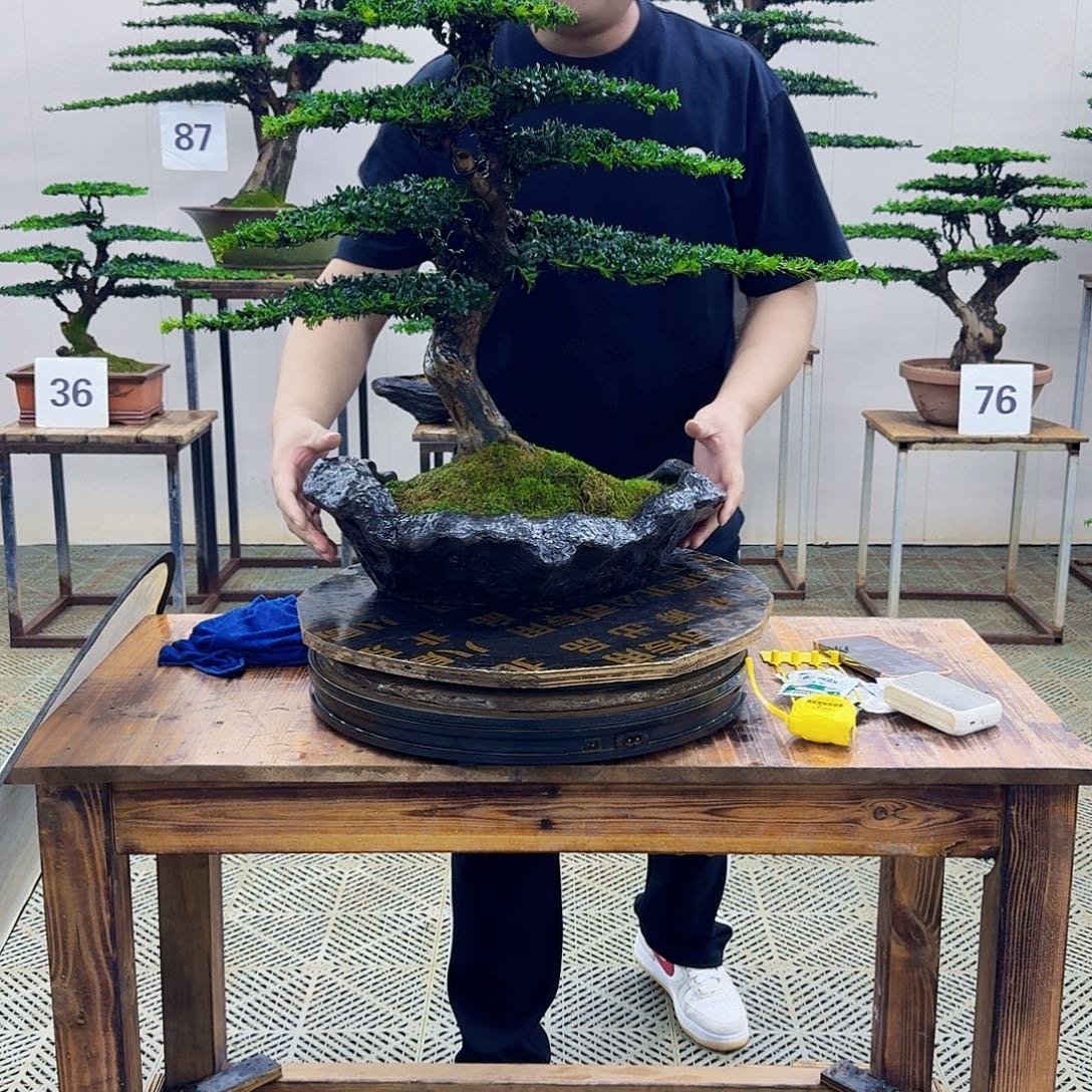 无花朵珍珠罗汉松造型盆景