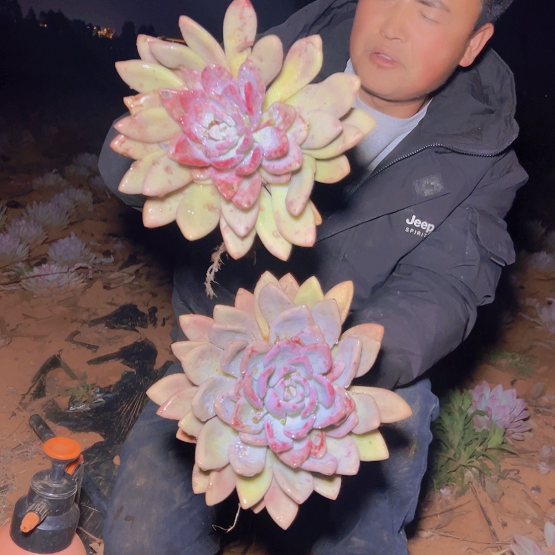 奥普多肉2棵发货