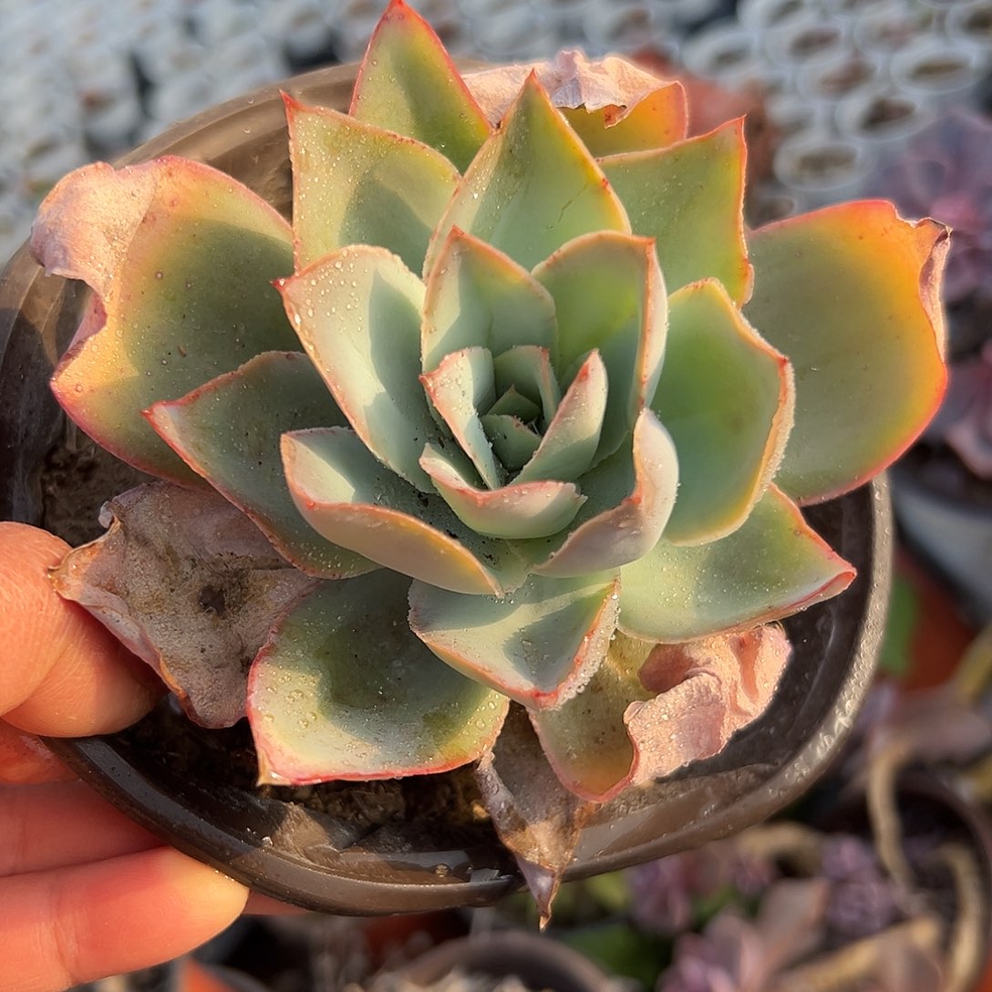 多肉植物多肉植物