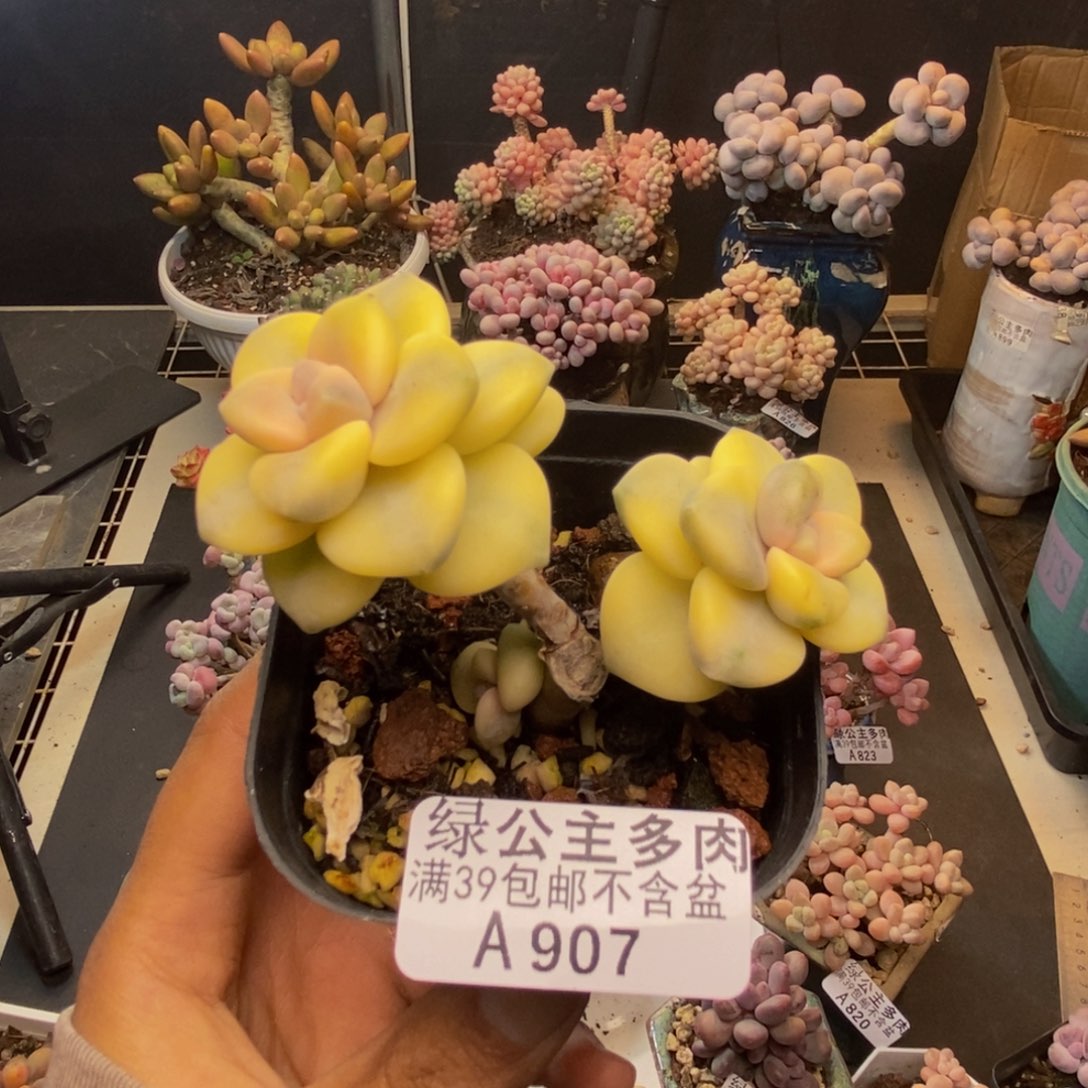 907美杏锦多肉有砍