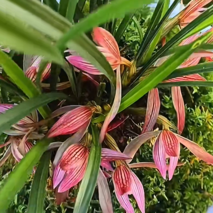 浓香兰花国兰稀有种不活包赔