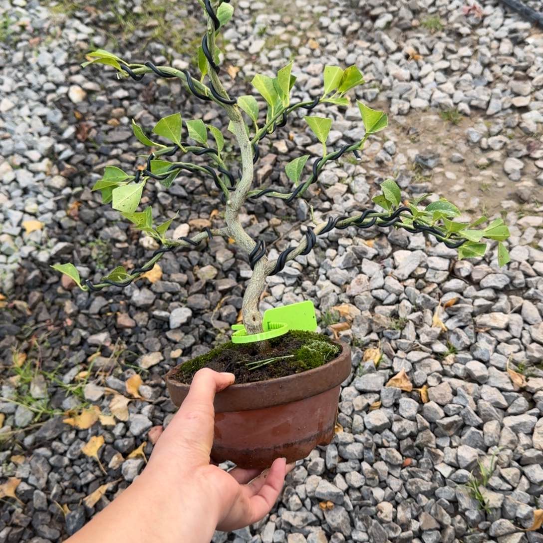 l***圣无花朵日本柚子盆景，6235