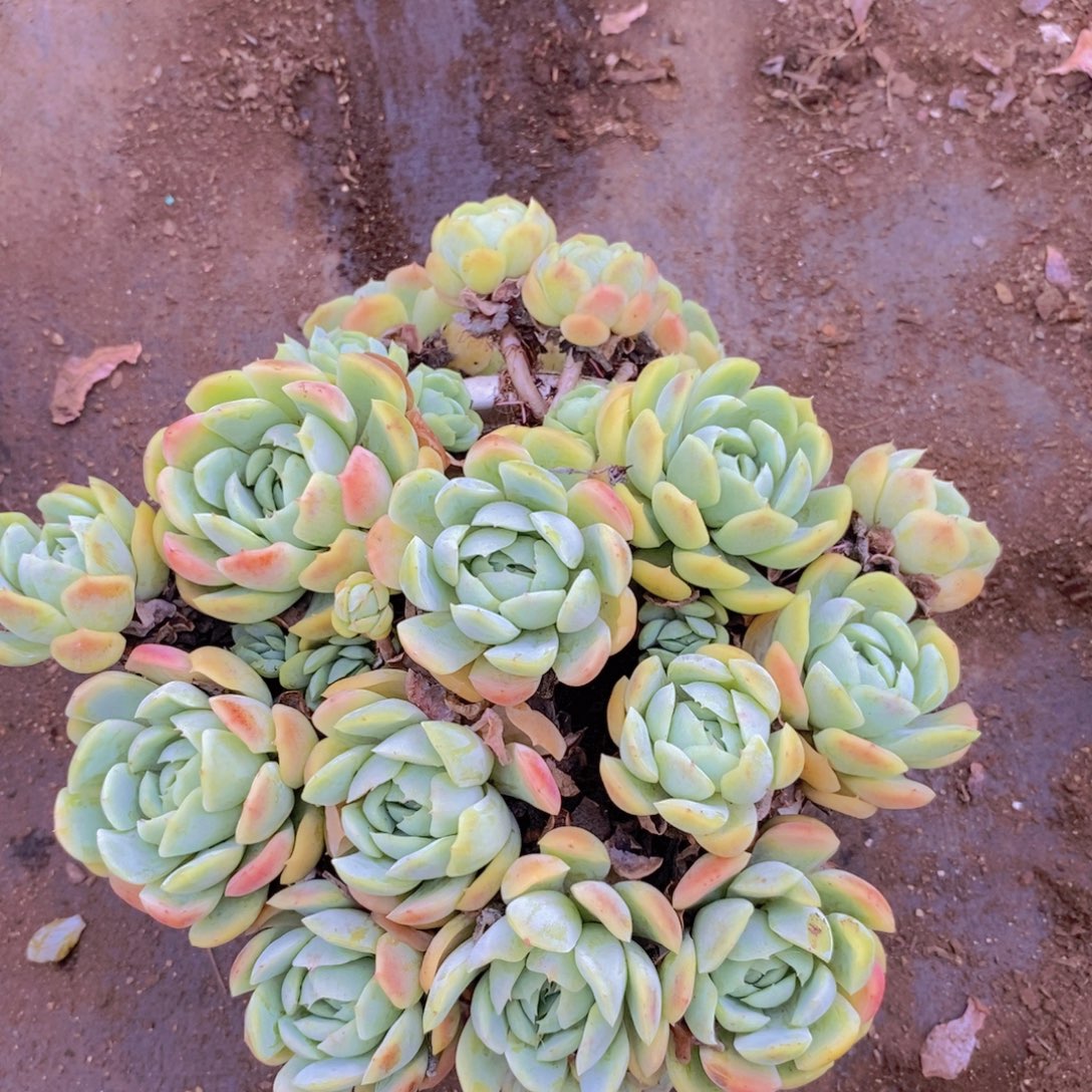 香水贝瑞 多头群生