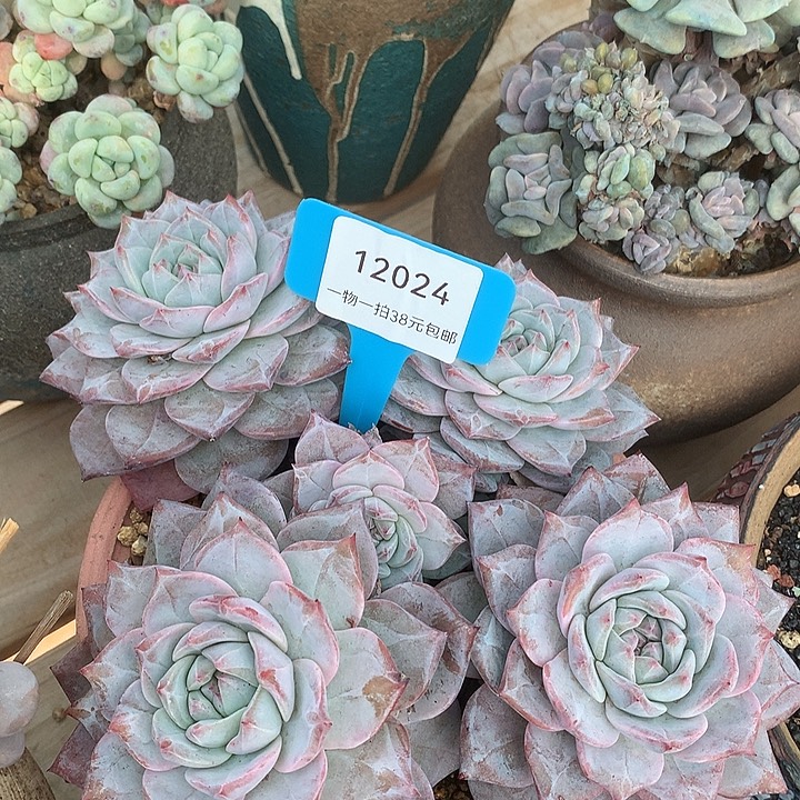 胭脂精品多肉粉蓝鸟