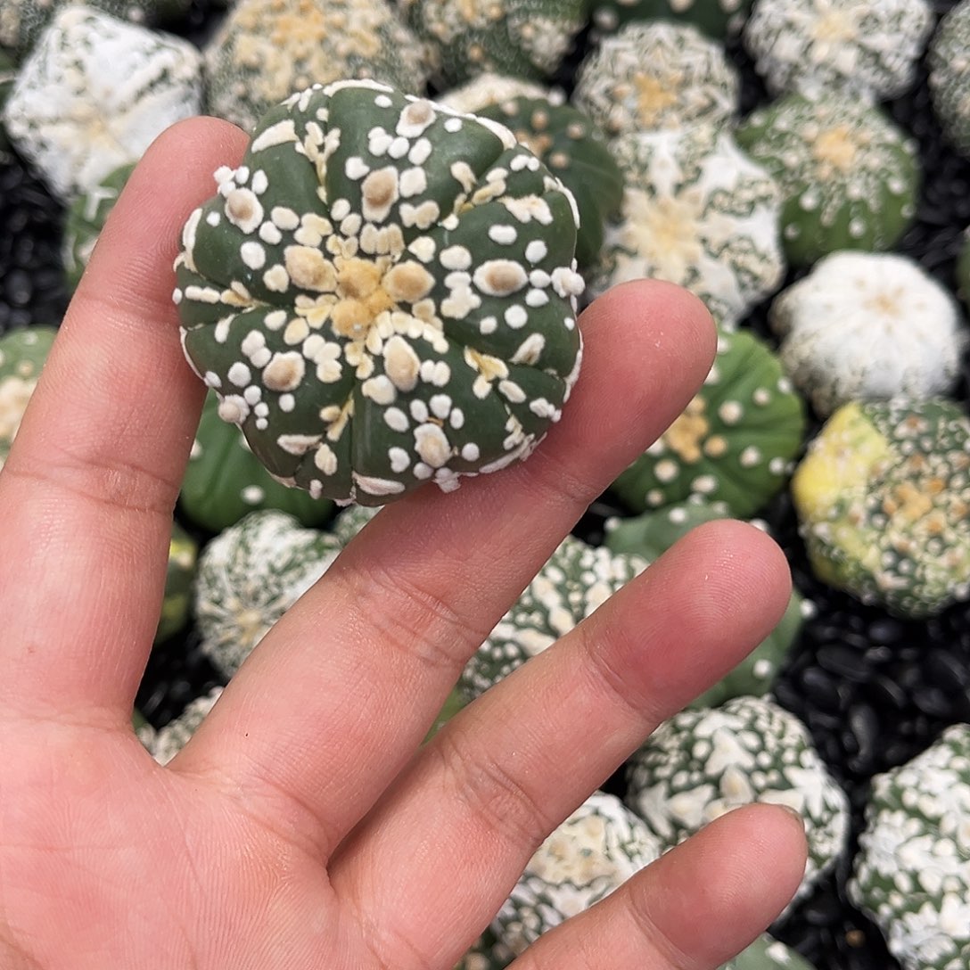 哈哈哈哈哈哈哈哈ｖ兜兜