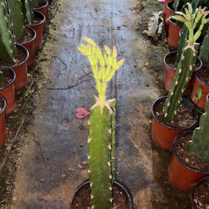 含***禹当前无花栽培后可以开花紫色异类105