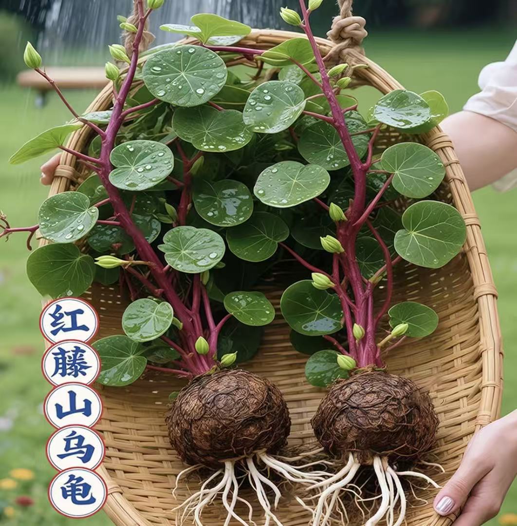 红藤山乌龟红藤圆叶爬藤植物盆栽室内阳台客厅水培观叶绿植好养