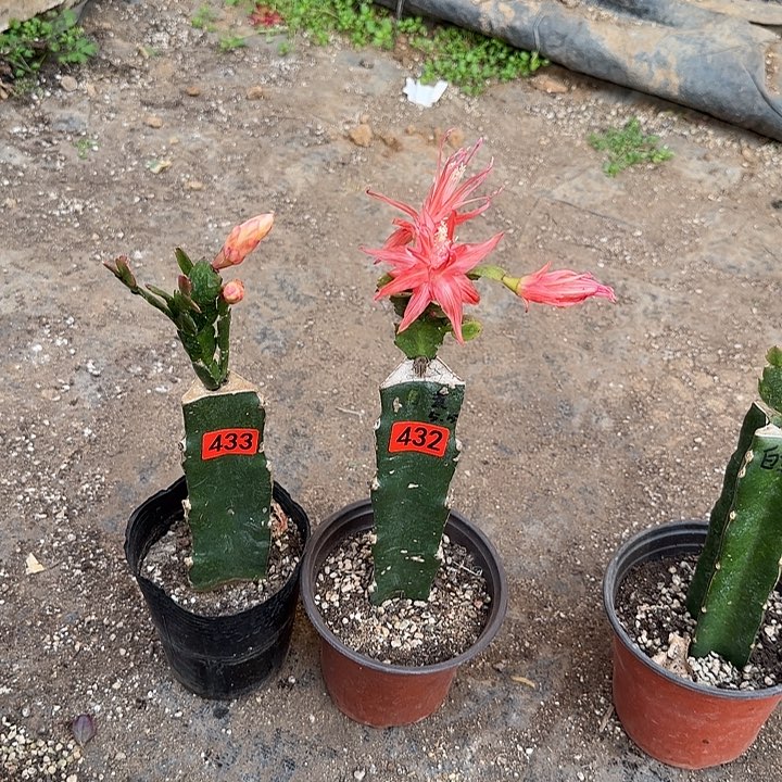 433+432嫁接蟹爪兰：索菲亚+黄金