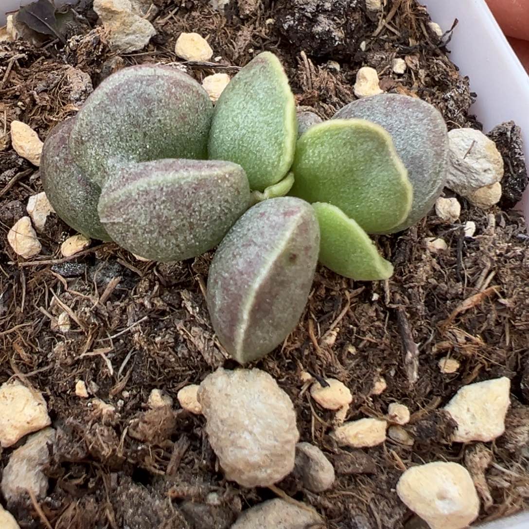 艾薇花蛋水泡多肉植物水泡