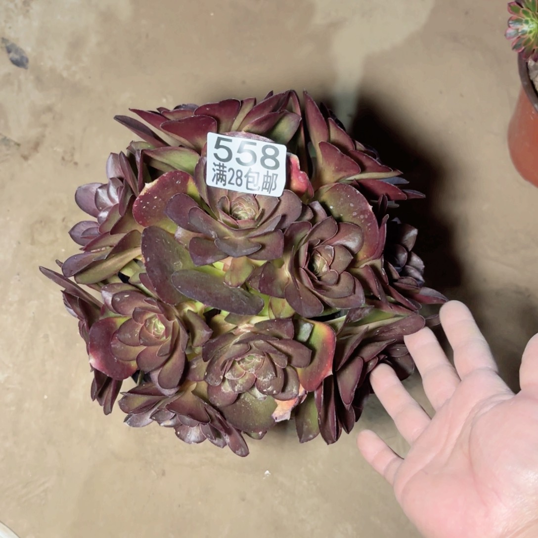 558媚金玫瑰多肉11111