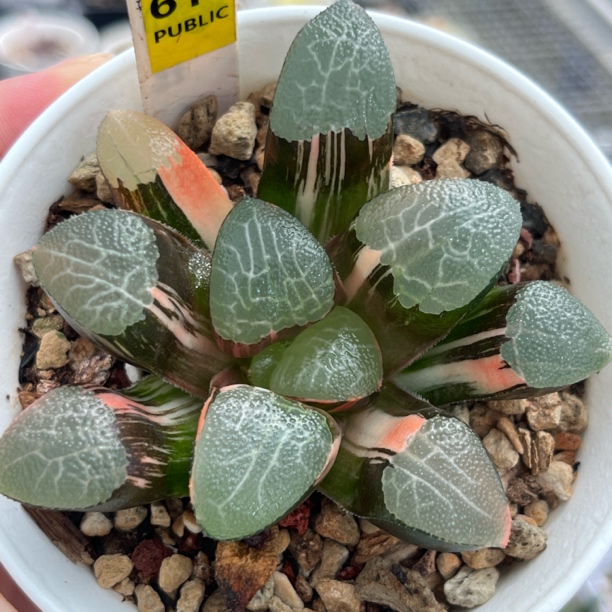 《精品大窗网纹克锦》多肉植物一物一拍带盘发货