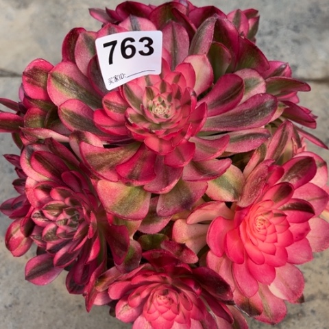 763荔枝22厘米左右