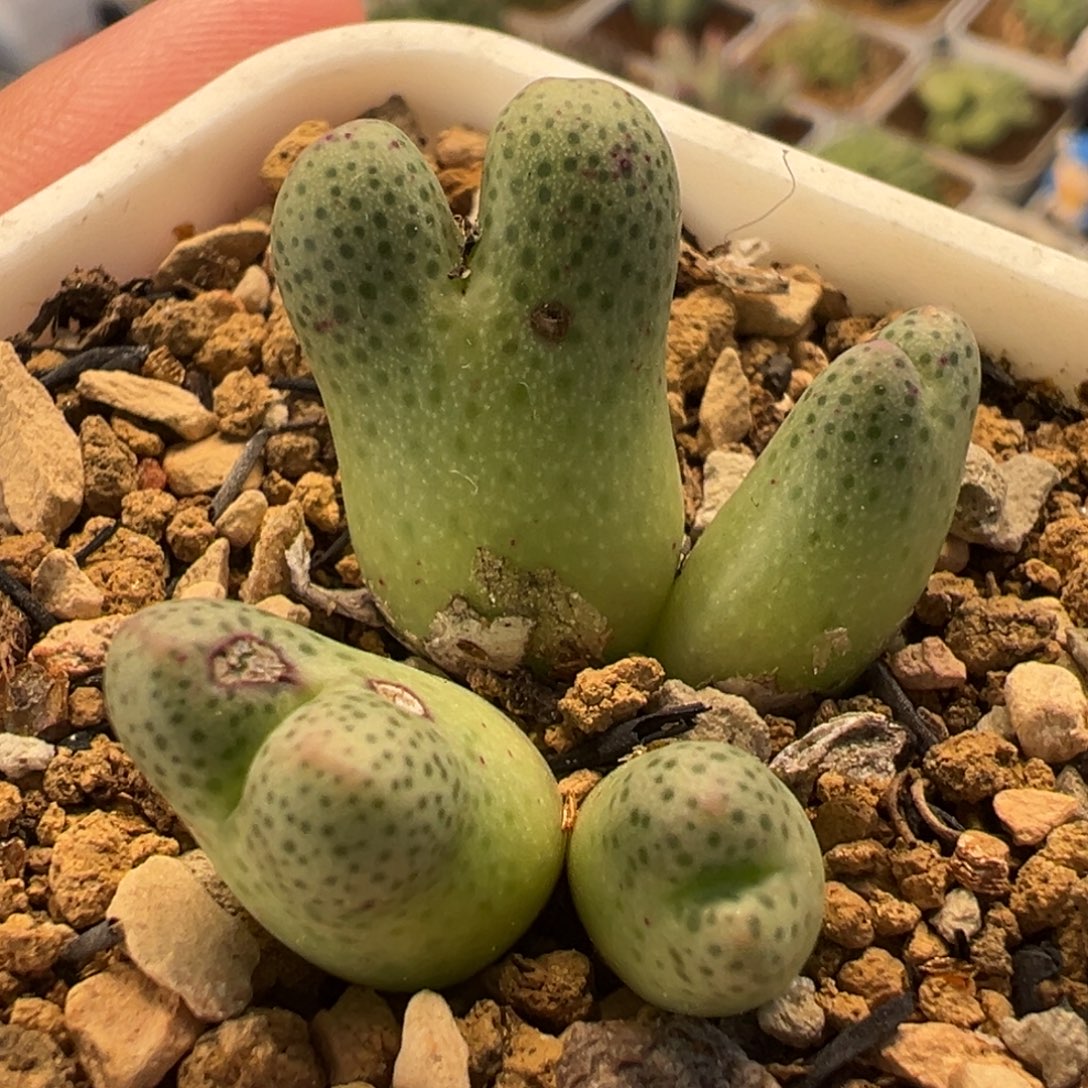 斑马多肉植物盆栽植物