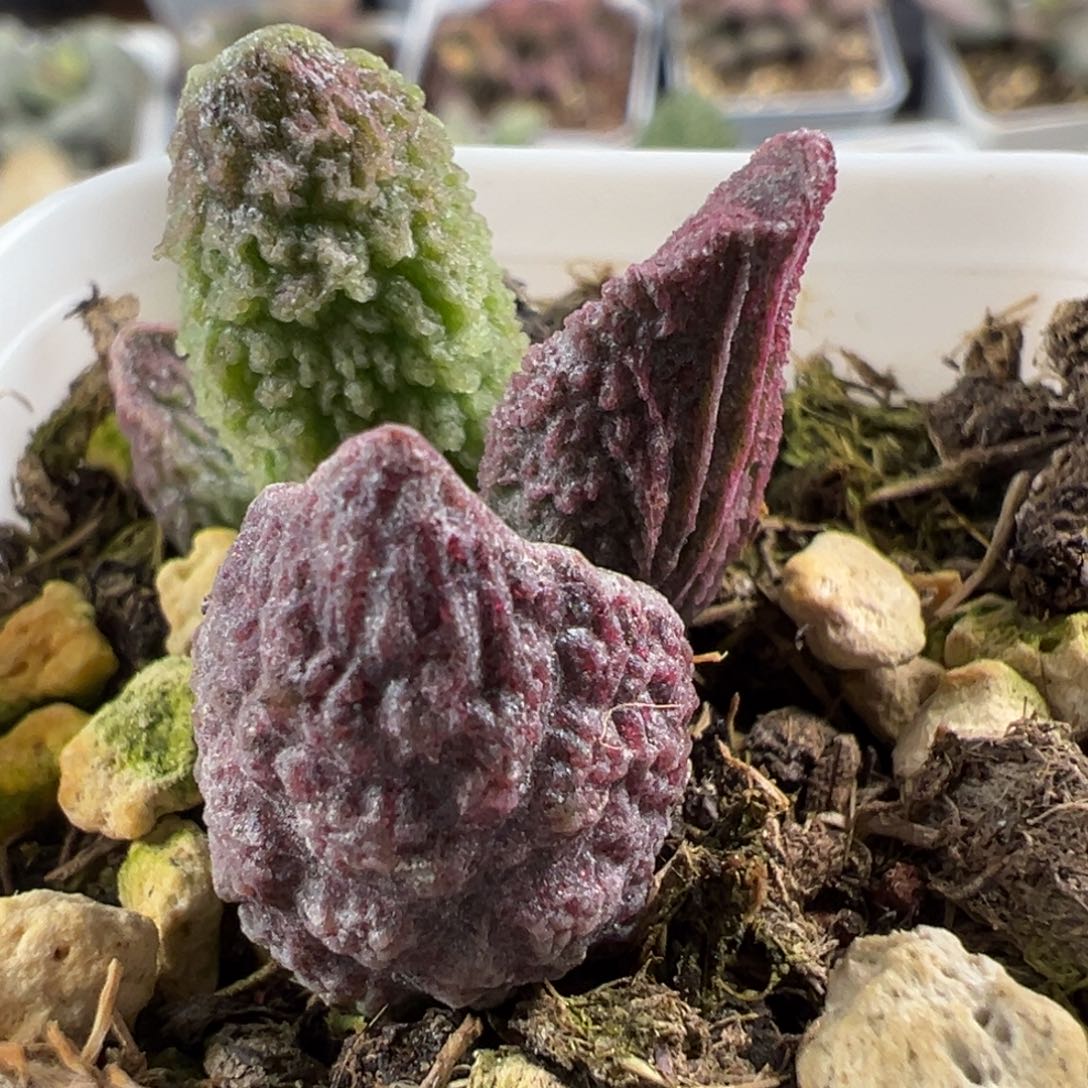 紫色熔岩鱼鳞实生新品大苗