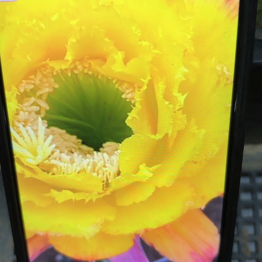 清清公主毛侧牙20包邮仙人球9