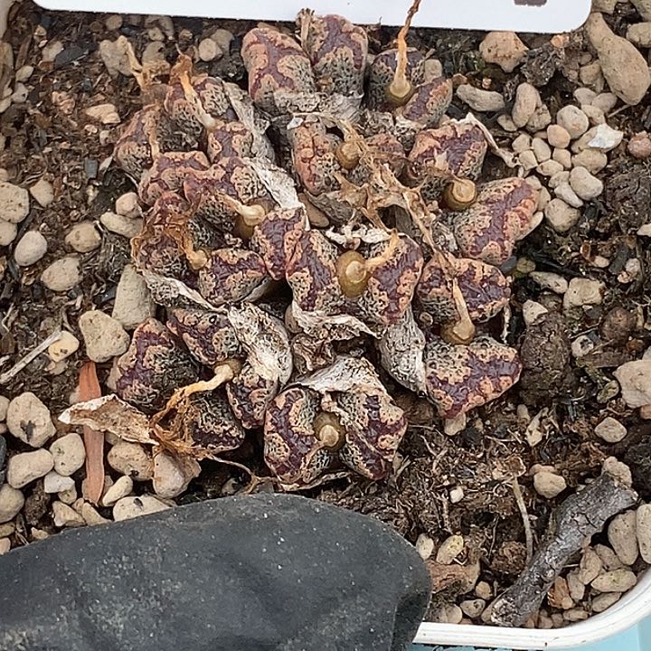快***睿桃喜花园0126-15勋章