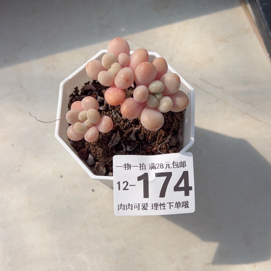 鱼子酱多肉多肉多肉多肉